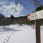 Etna sneeuw - neve - snow - Pineta Ragabo